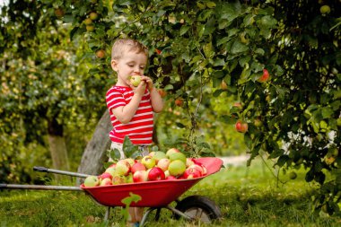 Bir çiftlikte elma toplama çocuk. Elma ağacı içinde oynayan küçük çocuk