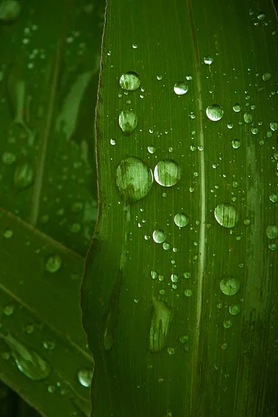 A close up of dew water droplet on a green corn leaf — Stock Photo, Image