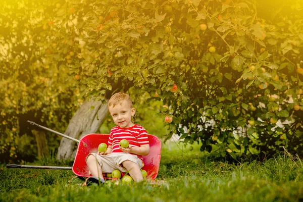 Ein Kind pflückt Äpfel auf einem Bauernhof. Kleiner Junge spielt im Apfelbaum — Stockfoto
