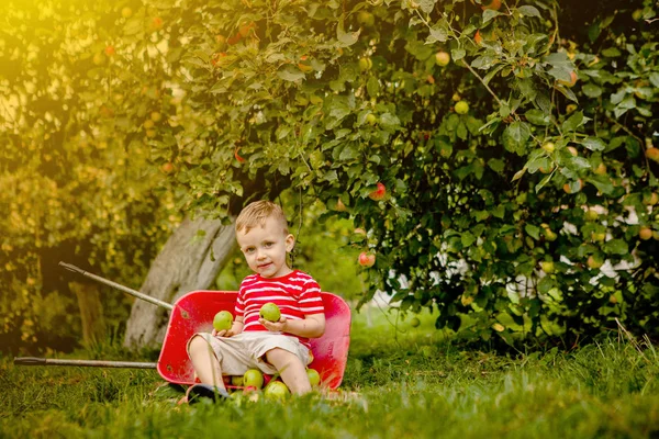 Un niño recogiendo manzanas en una granja. Niño jugando en el manzano —  Fotos de Stock