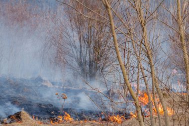 Kuru ot, kuru ot, yangın kavramı ve orman yakma aracılığıyla rüzgarlar içinde güçlü bir yangın yayılır