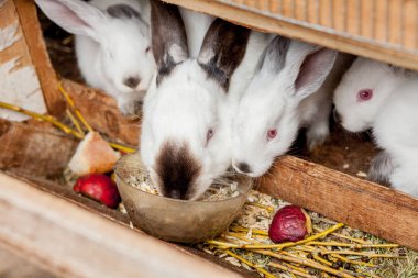 Küçük tavşan kahverengi renk çim sebze yiyin