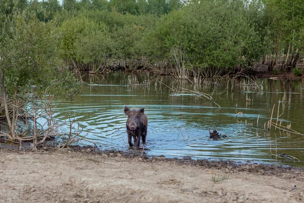 Wildschweine kühlen sich an heißen Sommertagen im Sumpf ab — Stockfoto