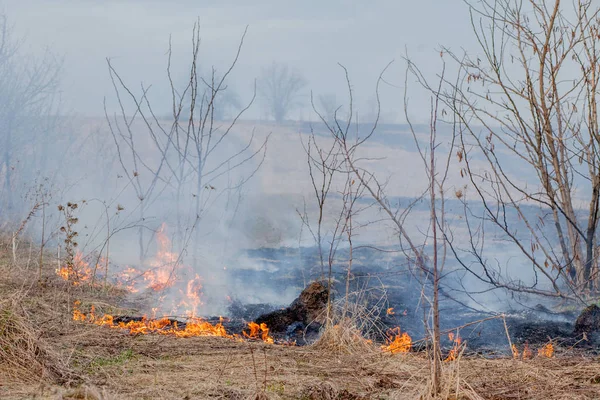 Kuru ot, kuru ot, yangın kavramı ve orman yakma aracılığıyla rüzgarlar içinde güçlü bir yangın yayılır