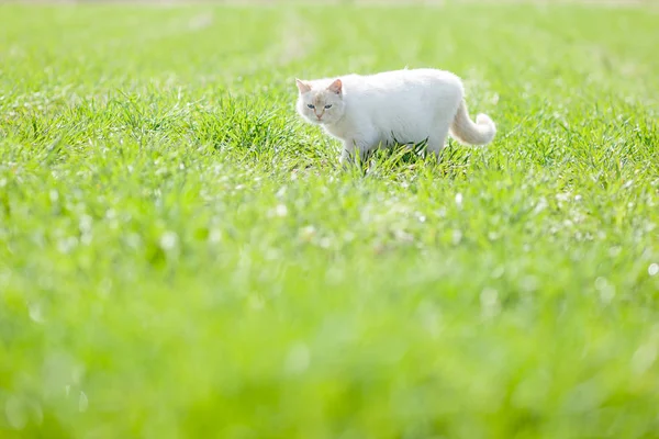 Όμορφη λευκή γάτα με ένα αστείο πρόσωπο περπατάει στο πράσινο γρασίδι στο χωράφι — Φωτογραφία Αρχείου