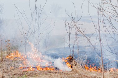 Kuru ot, kuru ot, yangın kavramı ve orman yakma aracılığıyla rüzgarlar içinde güçlü bir yangın yayılır