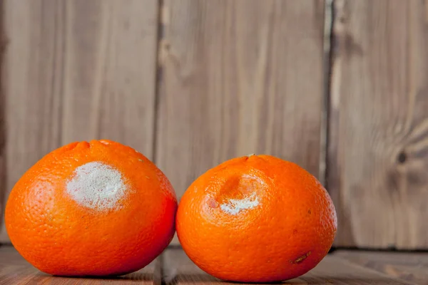 Ruttna mögliga apelsiner, mandariner på trä bakgrund. Ett foto av växande mögel. Livsmedelskontaminering, dåliga bortskämda vidrigt rutten frukt. Messthetics koncept, matrester — Stockfoto