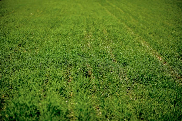 Fondo del campo verde. Textura de hierba verde para fondo — Foto de Stock