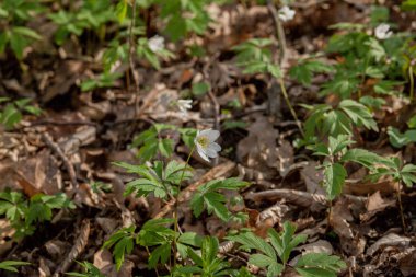 Bir güneşli yeşil bahar ormanda çiçek açan çiçekler