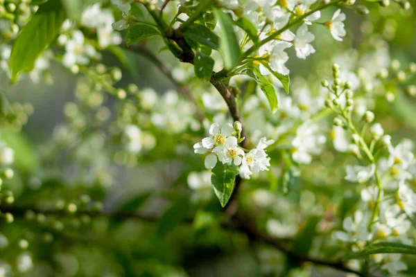 Bloeiende boom close-up. Lente witte bloemen. Boomtak bedekt met witte bloemen en nieuw loof op groene achtergrond — Stockfoto