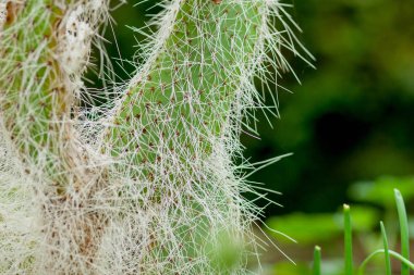 Kaktüsler yakın çekim. Opuntia yastıkları, kaktüs inciri, egzotik botanik arka plan