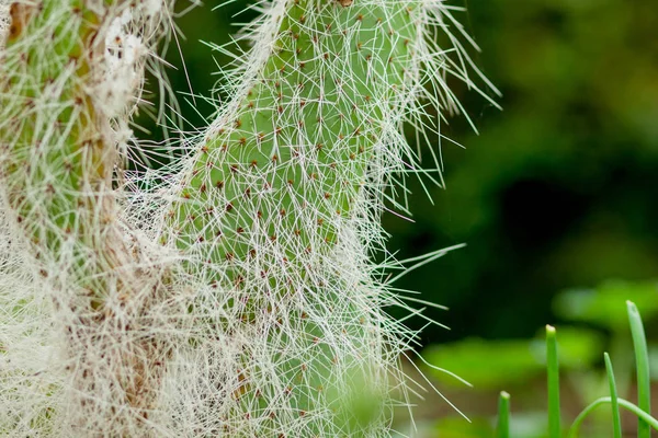 Cactuses close-up. Opuntia pads, prickly pear cactus, exotic botanical background — Stock Photo, Image