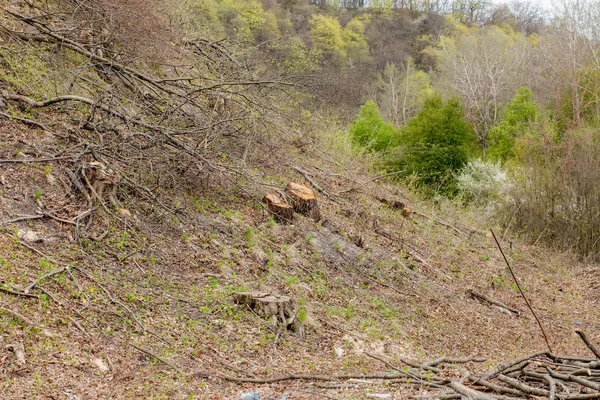 Güneşli bir günde çam ağacı ormancılığı sömürüsü. Kütükler ve günlükler, aşırı sömürünün ormanların yok edilmesine ve çevrenin ve sürdürülebilirliğin tehlikeye atılmasına yol açtığını göstermektedir. — Stok fotoğraf