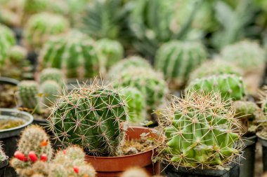 Kaplarda kaktüs bitkileri toplanması. Küçük süs bitkisi. Sel