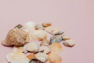 Kopya alanı ile pembe arka plan üzerinde deniz kabukları
