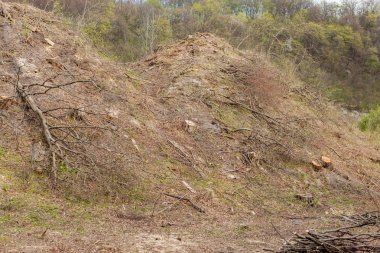 Güneşli bir günde çam ağacı ormancılığı sömürüsü. Kütükler ve günlükler, aşırı sömürünün ormanların yok edilmesine ve çevrenin ve sürdürülebilirliğin tehlikeye atılmasına yol açtığını göstermektedir.