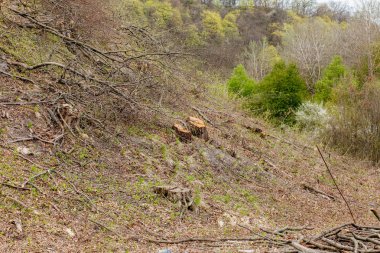 Güneşli bir günde çam ağacı ormancılığı sömürüsü. Kütükler ve günlükler, aşırı sömürünün ormanların yok edilmesine ve çevrenin ve sürdürülebilirliğin tehlikeye atılmasına yol açtığını göstermektedir.
