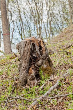 Güneşli bir günde çam ağacı ormancılığı sömürüsü. Kütükler ve günlükler, aşırı sömürünün ormanların yok edilmesine ve çevrenin ve sürdürülebilirliğin tehlikeye atılmasına yol açtığını göstermektedir.
