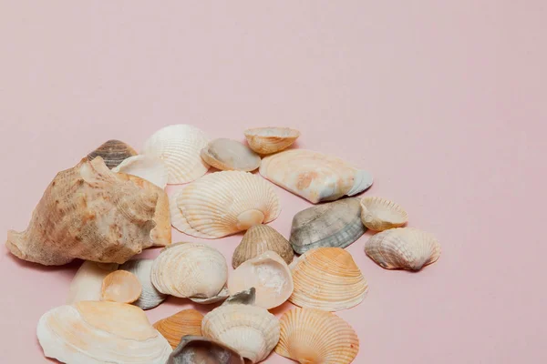 Seashells rózsaszín háttérrel és másolási tér — Stock Fotó