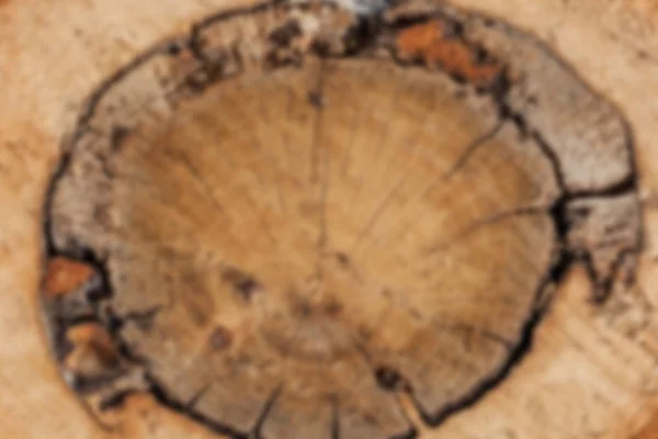 Stump of oak tree felled - section of the trunk with annual ring