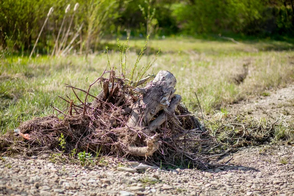 The death of olive trees due to constructing a road trees are getting brutally killed, chopped down and torned apart trashing the roots, branches and stems with no respect — Stock Photo, Image