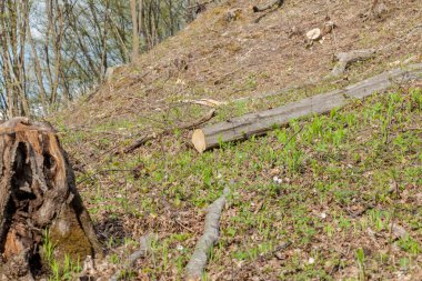 Güneşli bir günde çam ağacı ormancılığı sömürüsü. Kütükler ve günlükler, aşırı sömürünün ormanların yok edilmesine ve çevrenin ve sürdürülebilirliğin tehlikeye atılmasına yol açtığını göstermektedir.