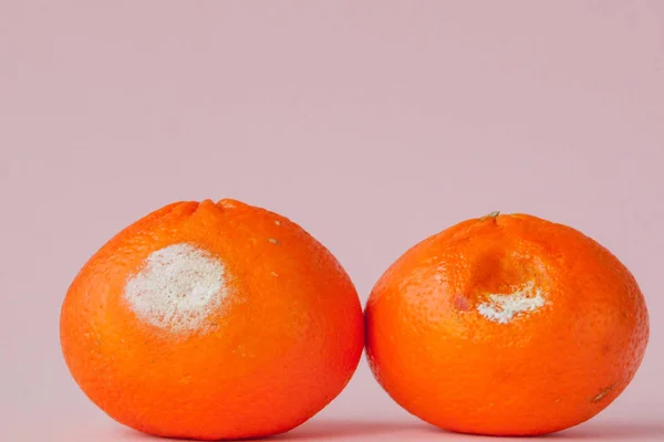 Ένα σετ από σάπια μουχλιασμένα πορτοκάλια, μανταρίνια σε ροζ φόντο. A — Φωτογραφία Αρχείου