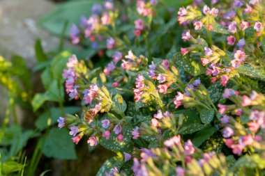 Kanatlı arı yavaşça bitkiye uçar, çiçek özel apier üzerinde bal için nektar toplamak. Güzel çiçekler, arılar bacaklar ağır polen için oluşan bal fotoğraf. Tatlı nektar bal arı balı