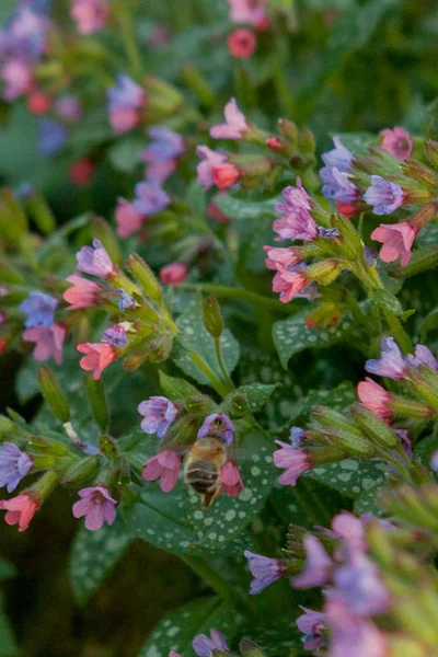 Bevingade Bee flyger sakta till anläggningen, samla nektar för honung på privat bigården från blomma. Honey Photo består av vackra blommor, tunga pollen på bin ben. Söt nektar är honungssöta Bee honung — Stockfoto