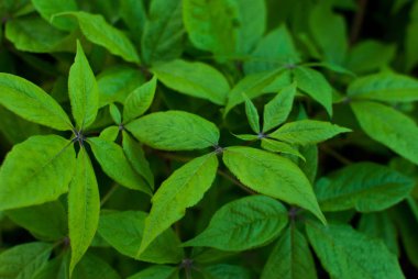 Esrar Arka Plan Yeşil Esrar Yaprakları