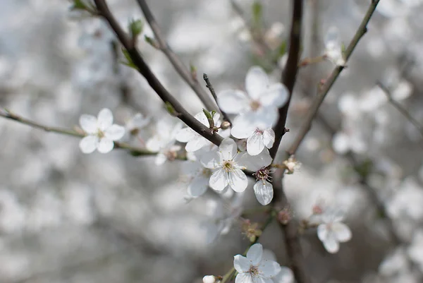Floral voorjaar achtergrond, zachte focus. Takken van bloeiende vogel-Cherry in de lente buiten macro in Vintage lichte pastel kleuren. Delicate elegante luchtige artistieke beeld van de lente — Stockfoto