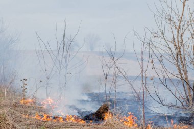Kuru ot, kuru ot, yangın kavramı ve orman yakma aracılığıyla rüzgarlar içinde güçlü bir yangın yayılır