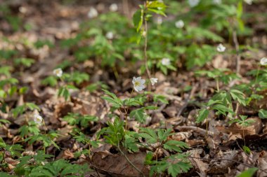 Bir güneşli yeşil bahar ormanda çiçek açan çiçekler