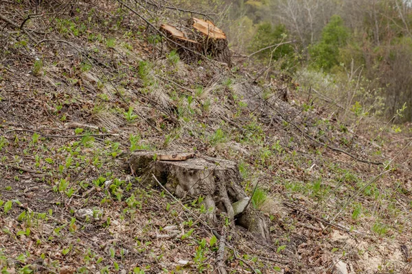 Explotación forestal de pinos en un día soleado. Los tocones y troncos muestran que la sobreexplotación conduce a la deforestación que pone en peligro el medio ambiente y la sostenibilidad — Foto de Stock