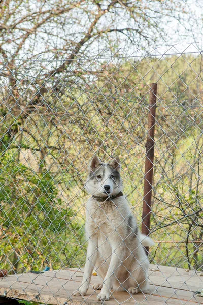 A kutya mögött a kerítés a fülkében — Stock Fotó