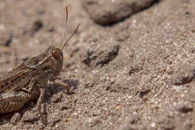 Gri Woodland çekirge yere yakın çekim portre. Bu g