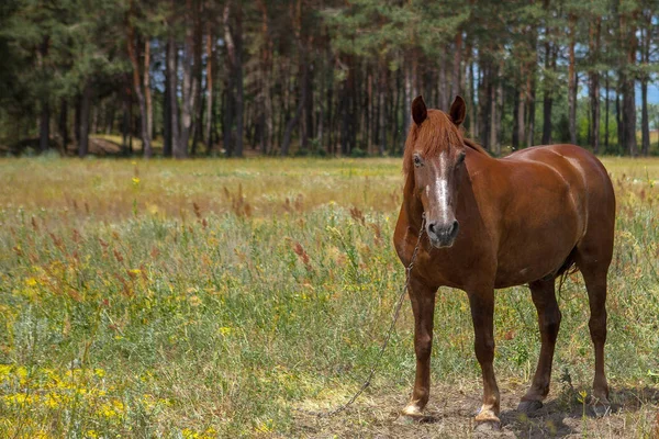 森林中的一匹马。一张明亮的夏天照片。的性质 — 图库照片