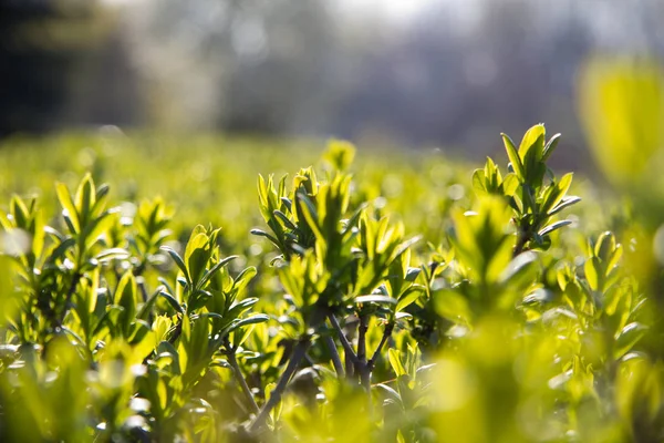 Seçici odak küçük yeşil bitkilerin görünümü kapatın — Stok fotoğraf