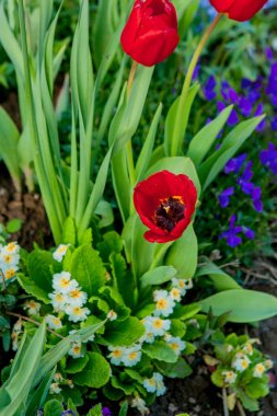Kırmızı lale Çiçek bahçesinde çiçek açan kapatın