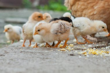 Yerdeki sarı piliçleri kapat, güzel sarı küçük tavuklar, sarı piliçler grubu.