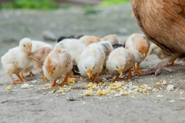 Close up yellow chicks on the floor, Beautiful yellow little chickens, Group of yellow chicks — стоковое фото