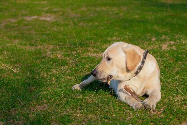 Buon cane Labrador Retriever seduto sull'erba. Ritratto — Foto Stock