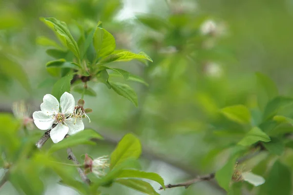 Fiore bianco fiorito su sfondo sfocato di foglie verdi — Foto Stock