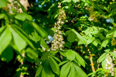 Kestane dalına yakın plan. Beyaz kestane çiçekleri yemyeşil yaprakların arka planında fotoğraflandı