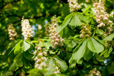 Kestane dalına yakın plan. Beyaz kestane çiçekleri yemyeşil yaprakların arka planında fotoğraflandı