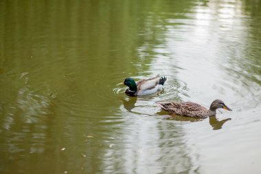 Bir Hen ve Drake Mallard Duck birlikte yüzmek