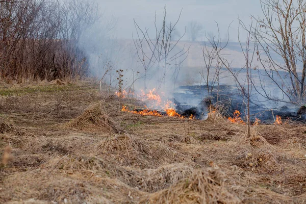 Güçlü bir yangın, Kuru Çim, smokin yoluyla rüzgar rüzgarları yayılır
