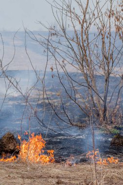 Güçlü bir yangın, Kuru Çim, smokin yoluyla rüzgar rüzgarları yayılır
