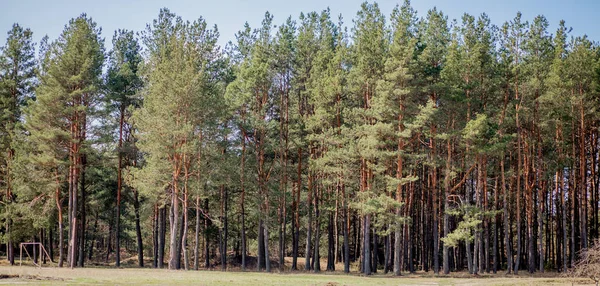 De manhã cedo com o nascer do sol na floresta de pinheiros — Fotografia de Stock