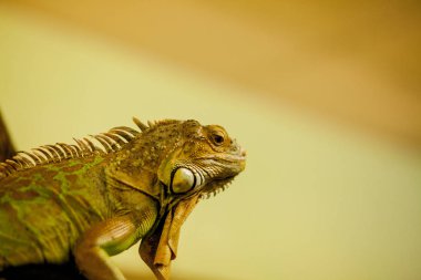 Amerikan iguana olarak da bilinen Yeşil İguana, büyük, ağaçlık, kertenkele. Onun sakin eğilimi ve parlak renkleri nedeniyle bir hayvan olarak esaret bulundu. Egzotik Evcil hayvan bakımı, yaban hayatı, hayvan
